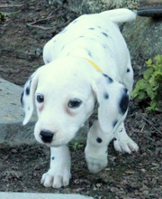 Lovely Dalmatian Puppies 